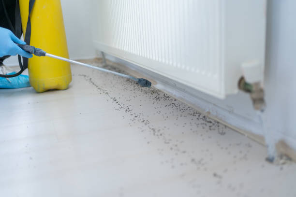 Insect Control in New Concord, OH